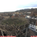 15_30-nest.jpg