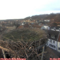 15_55-nest.jpg