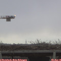 08_25-mast.jpg