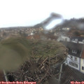 08_30-nest.jpg