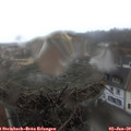 11_25-nest.jpg