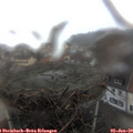 12_40-nest.jpg