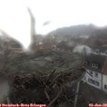 12_45-nest.jpg