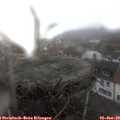 12_50-nest.jpg