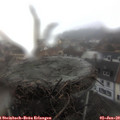 12_55-nest.jpg