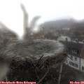 13_00-nest.jpg