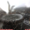 13_05-nest.jpg