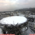 08_25-nest.jpg