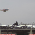 08_35-mast.jpg