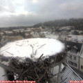 08_45-nest.jpg
