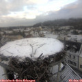 08_50-nest.jpg
