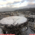 08_55-nest.jpg
