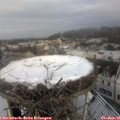 09_45-nest.jpg