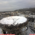 09_50-nest.jpg