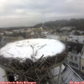 10_00-nest.jpg