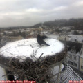 10_05-nest.jpg
