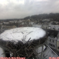 10_20-nest.jpg