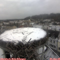 10_40-nest.jpg
