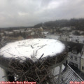10_50-nest.jpg