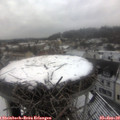 11_00-nest.jpg