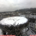 11_10-nest.jpg