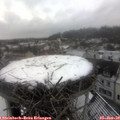 11_15-nest.jpg