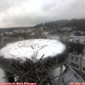 11_20-nest.jpg