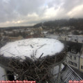 11_45-nest.jpg