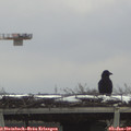 12_15-mast.jpg