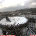 12_15-nest.jpg