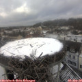 12_20-nest.jpg