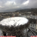 12_35-nest.jpg