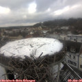 12_50-nest.jpg