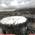 13_00-nest.jpg