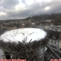 13_05-nest.jpg