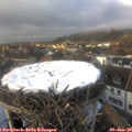 14_50-nest.jpg