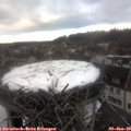 16_05-nest.jpg