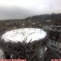 08_30-nest.jpg