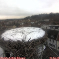 08_50-nest.jpg