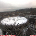 09_10-nest.jpg