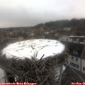 09_35-nest.jpg
