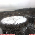 10_00-nest.jpg