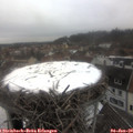 10_20-nest.jpg