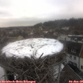 10_50-nest.jpg