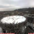 10_55-nest.jpg