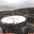 11_10-nest.jpg