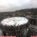 11_50-nest.jpg