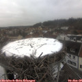 12_00-nest.jpg