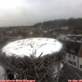 12_05-nest.jpg