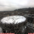 12_40-nest.jpg